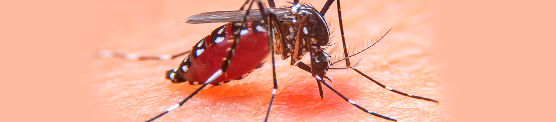 Secretaria da Saúde alerta epidemiológico para situação crítica de dengue