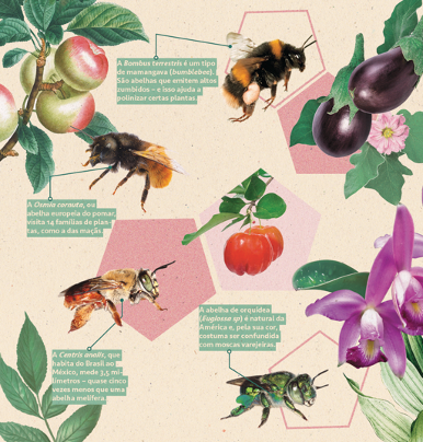 Estudo pode evitar extinção da abelha jandaíra