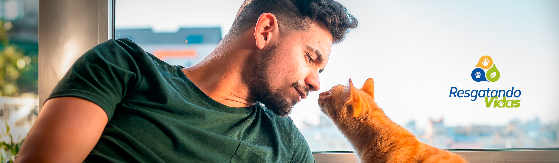 Por que gatos cheiram o nariz de tutores?