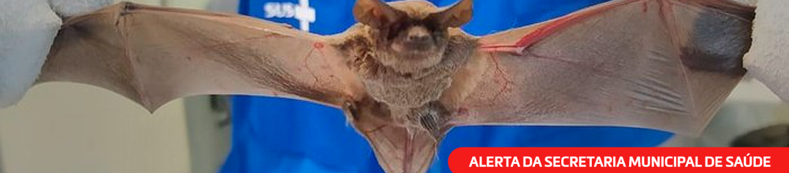 Morcegos Positivos Para Raiva;