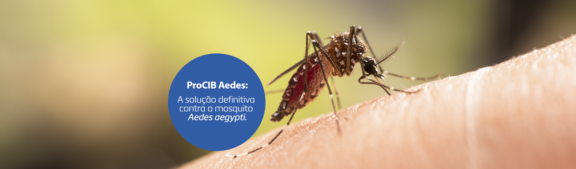 Prevenção Mosquito da Dengue