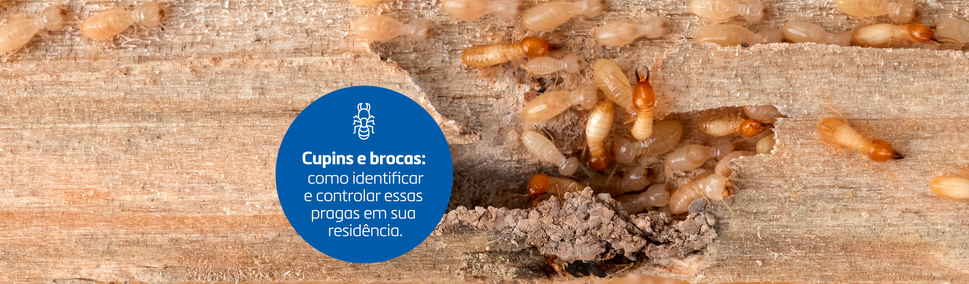 Cupins e brocas: como identificar e controlar essas pragas em sua residência