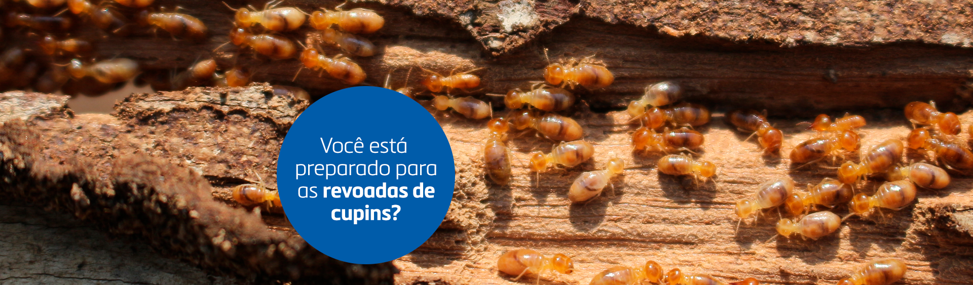 Controle preventivo para revoadas de cupins