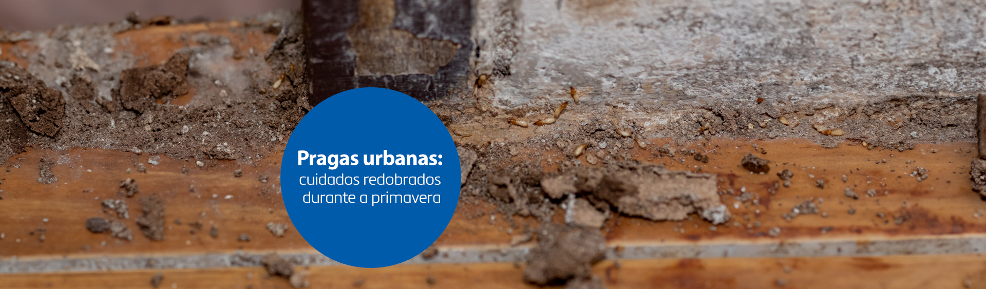 Pragas mais comuns na primavera
